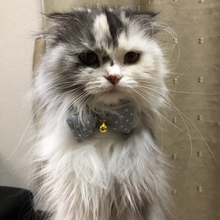 スコティッシュフォールド女の子♀