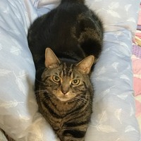 はる
