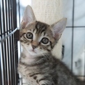 【品川発】カワイイ元気なサバ系子猫生後8週間