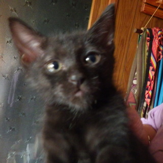 助けてください。