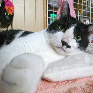 おじさんの貫禄 頭突き上手なKUROさん♪