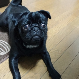 一旦募集止めさせて頂きます。