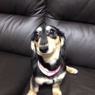 里親募集です！よろしくお願いします！