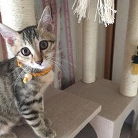 ナラ