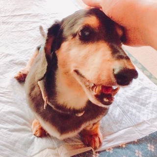 人間べったり可愛いサブくん優しい家族を募集中！