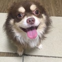里親さん募集！【チワワ】大切に飼育して頂ける方