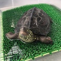 クサガメの里親募集します！