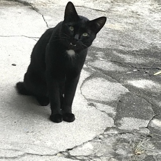 首にポイントがある黒猫ちゃん