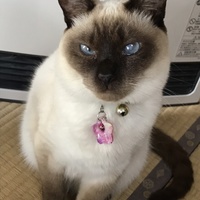 さくら