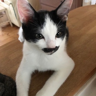 甘えん坊の男の子です