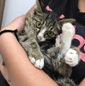 右手が少し不自由な美人子猫
