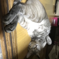 つきみ