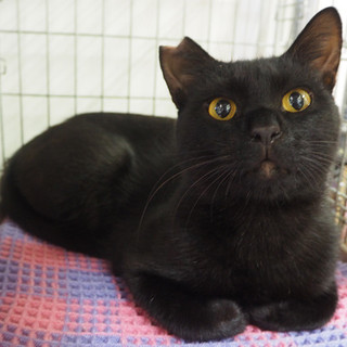 オイラ！【えぃすけ】