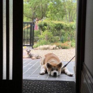賢くておっとり寄り目の秋田犬 マルちゃん 女の子 