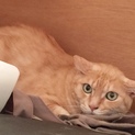 飼い主さんが他界され兄弟２匹で暮らしています