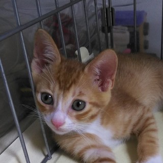 元気いっぱいパワフル茶白君