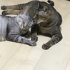 ☆シュガーとレオン☆