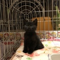 小ちゃな黒猫ちゃん女の子