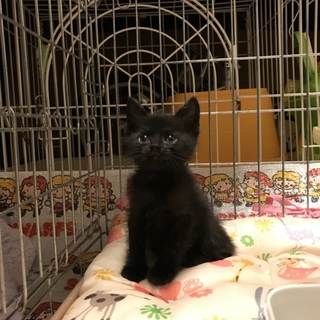 小ちゃな黒猫ちゃん女の子