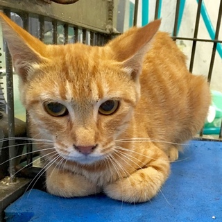 動画付／小柄な女の子／収容期限間近