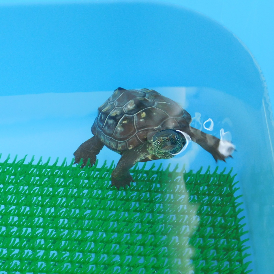 亀太郎のカバー写真