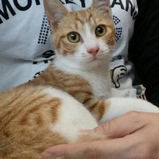 里親決定❗イケメン茶〜助くんをもらってください♪