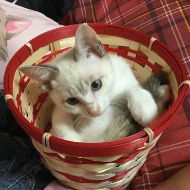 新入りちゃん