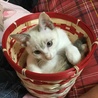 新入りちゃん