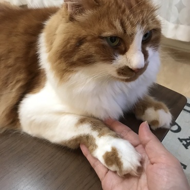 たまに気が向くとやってくれるお手w