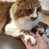 たまに気が向くとやってくれるお手w