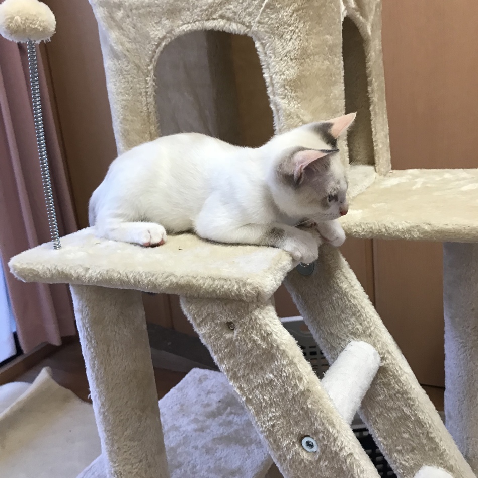 しろのカバー写真