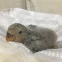 8/12生まれ コザクラインコ 雛です