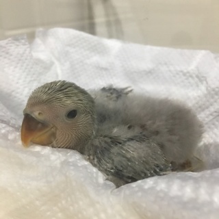 8/12生まれ コザクラインコ 雛です