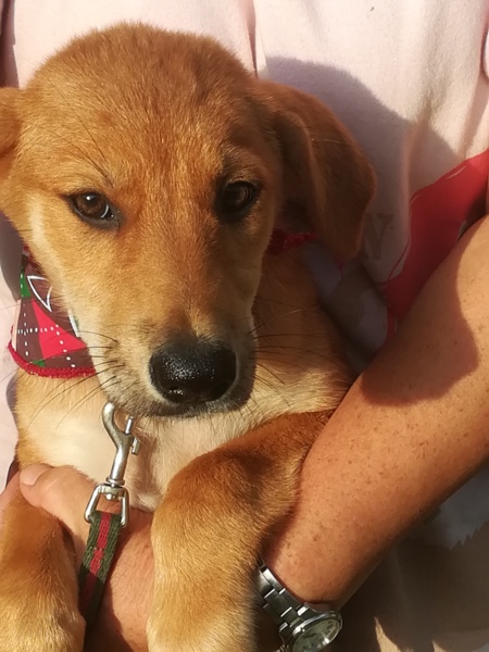 茶色垂れ耳の女の子３ 茨城県 犬の里親募集 ペットのおうち 月間利用者150万人