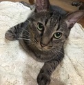 おっとり人懐っこいキジ柄さん！