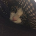 ♂可愛い子猫どうか家族になってください^ ^