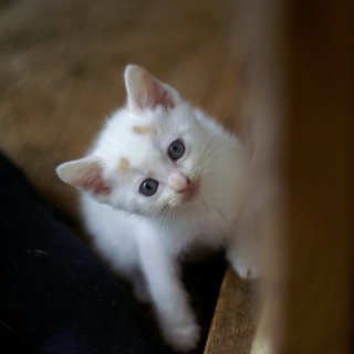 まるでぬいぐるみ！！