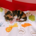 H30.9/1生まれの子猫。里親さん募集