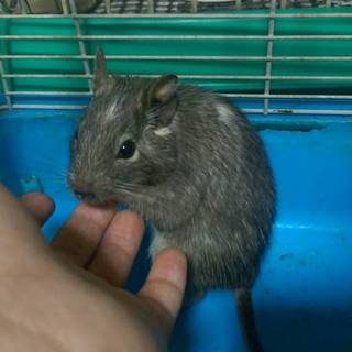 かわいいデグー２匹