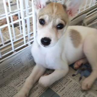 僕はバンビ！！