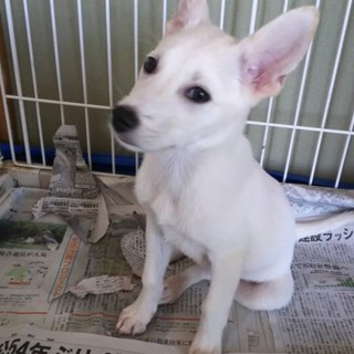 僕の特技はメトロノーム!!