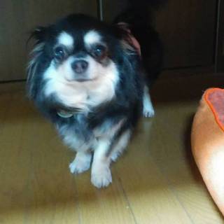 ブラックタンの可愛らしいチワワのほのかちゃん