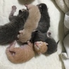 5匹の子猫 サムネイル2