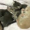 5匹の子猫 サムネイル3