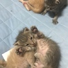 5匹の子猫 サムネイル5