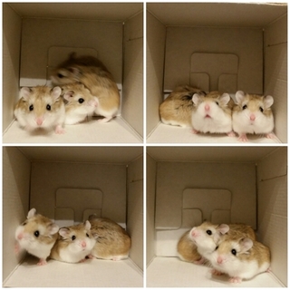 ロボロフスキーの里親募集【条件必読】