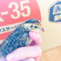 並うずら