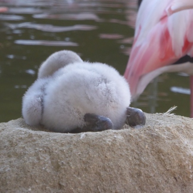NormaJeanのカバー写真