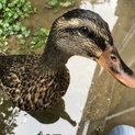 マガモ♀大切にして頂ける方に