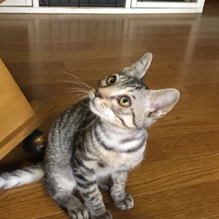 大人しくお利口さんなサバトラ優(優秀なので]君